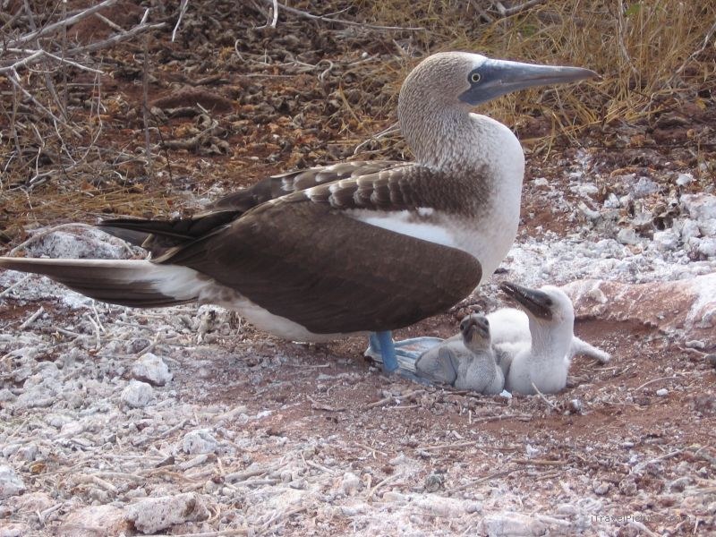 booby footed boobies chick chicks bird birds